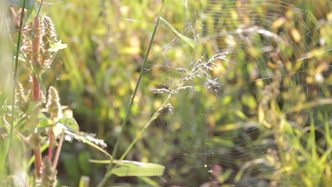 spider web in the grass