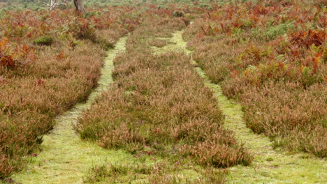 wild heather growing and scrubland in the new forest