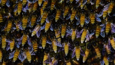 Se-Sabe-Que-Las-Abejas-Melíferas-Construyen-Grandes-Colonias-De-Nidos-Con-Bolsillos-Simétricos-Hechos-De-Cera-Para-Almacenar-Miel-Como-Fuente-De-Alimento