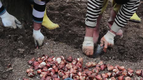 planta de trabajador en equipo en el parque