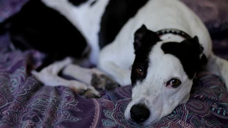sad looking dog lying on a bed