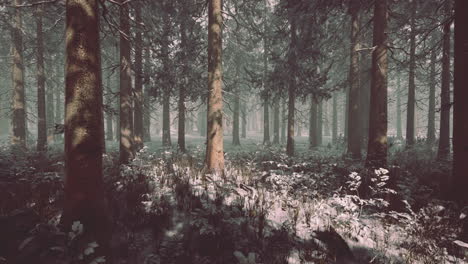 pine forest illuminated by the morning sun on a foggy early spring day