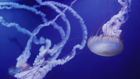 varias hermosas medusas nadan en el agua azul