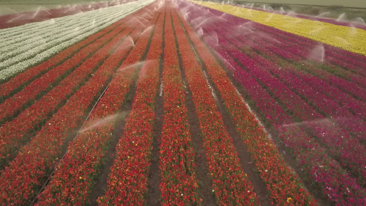 Campo fiorito colorato con irrigazione