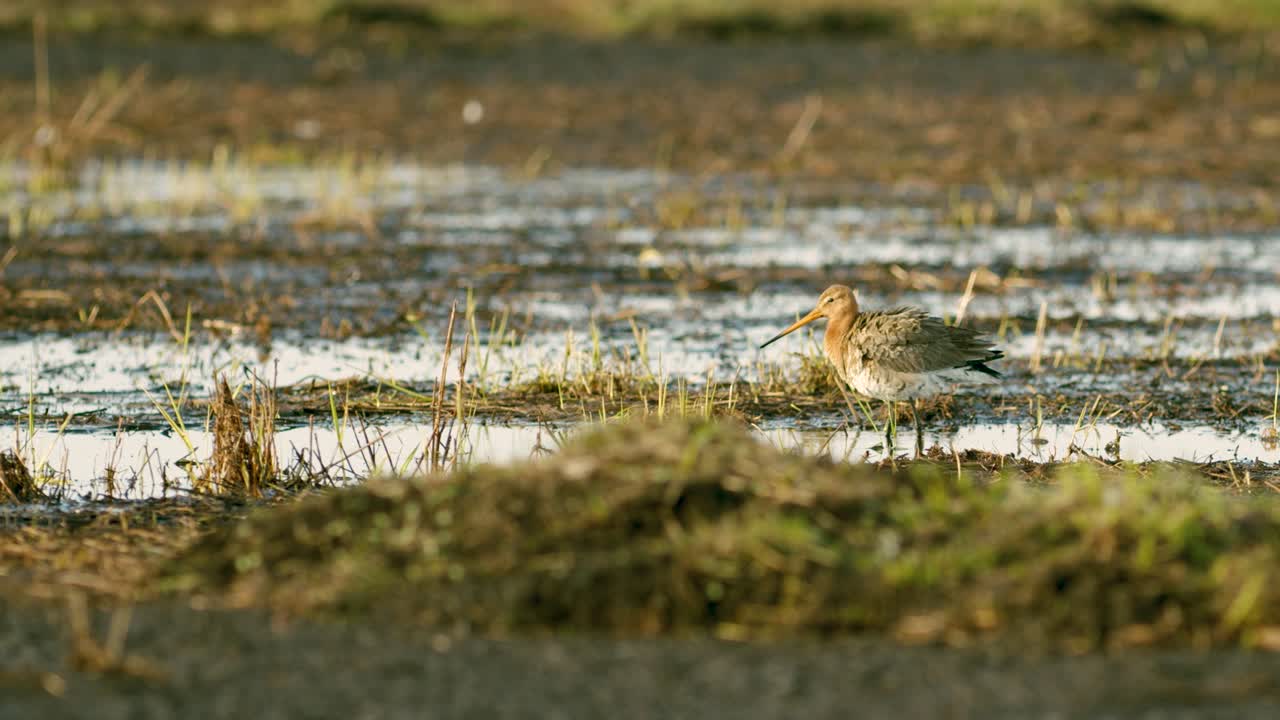 agachadiza de cola negra de cerca en los humedales de migración primaveral alimentándose a la luz de la mañana