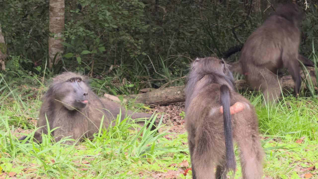 Baboons walking along the road