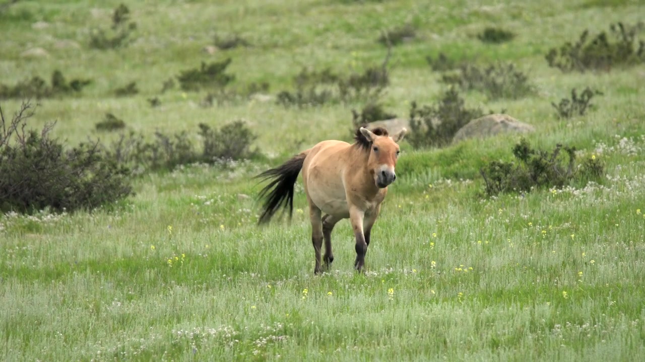 Przewalski's hest går gennem en græseng.