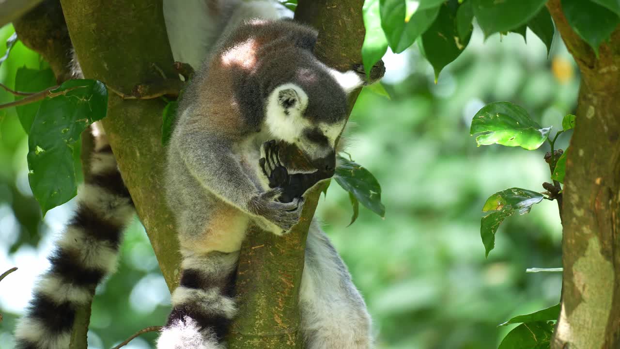 Um lêmure-de-cauda-anelada (Lemur catta) descansa em um galho de árvore à sombra, lambendo os pés para se refrescar, em close-up.