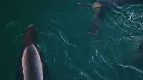 Sea-lions-and-seals-in-the-Monterey-harbor-swimming-and-playing-in-slow-motion