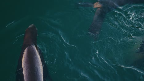 leones marinos y focas en el puerto de monterey nadando y jugando en cámara lenta