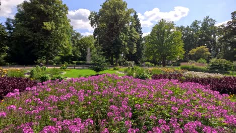 slow daytime pan reveals vibrant fireweed flowers and lush greenery in a sunlit berlin park