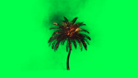 burning palm tree on green screen