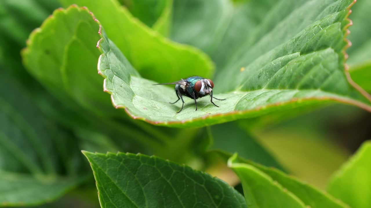 Primo piano di un moscone blu posato all'aperto su una foglia verde nella natura, scatto di dettaglio.