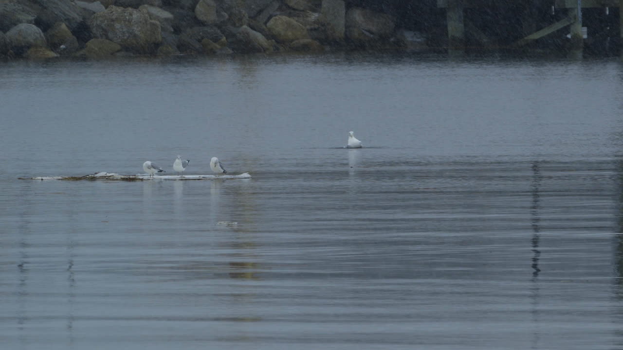 Wide shot of seagulls floating on a sheet of ice while it snows, at mouth of Saco River in Maine. Clip A