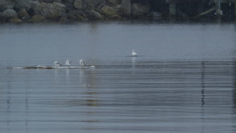 wide shot of seagulls floating on a sheet of ice while it snows, at mouth of saco river in maine. clip a