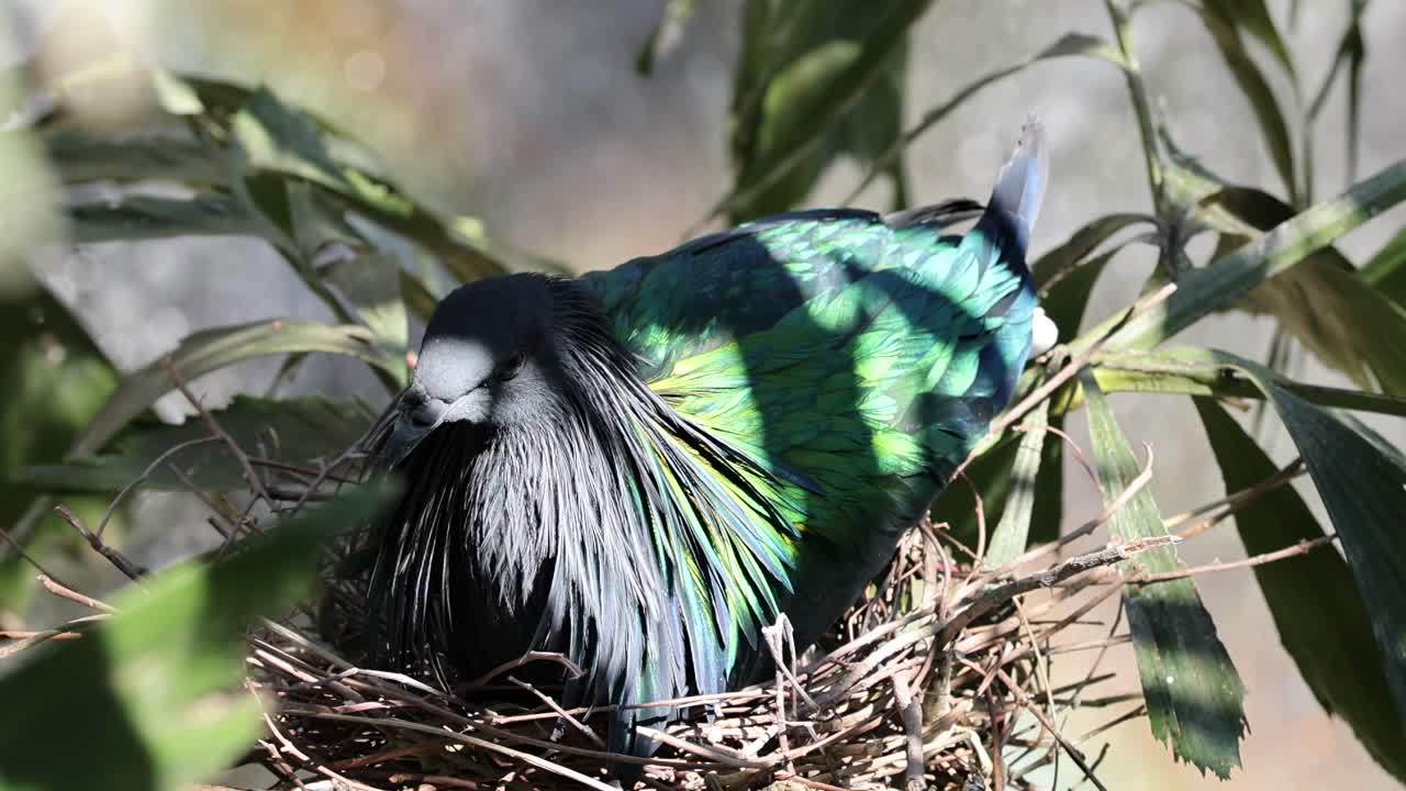 A Nicobar pigeon with iridescent feathers sits calmly in its nest surrounded by leaves.