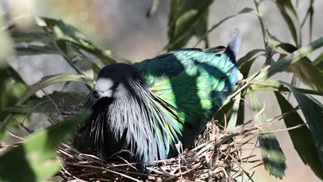 a nicobar pigeon with iridescent feathers sits calmly in its nest surrounded by leaves.