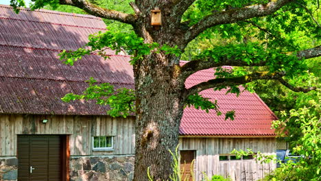 A cinematic drone shot rises over a mighty oak tree with a birdhouse on its trunk, revealing a traditional farmhouse with a red roof in the idyllic and lush Latvian countryside on a sunny day