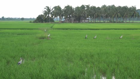 Estancia-De-Factura-Abierta-Asiática-En-Arrozales