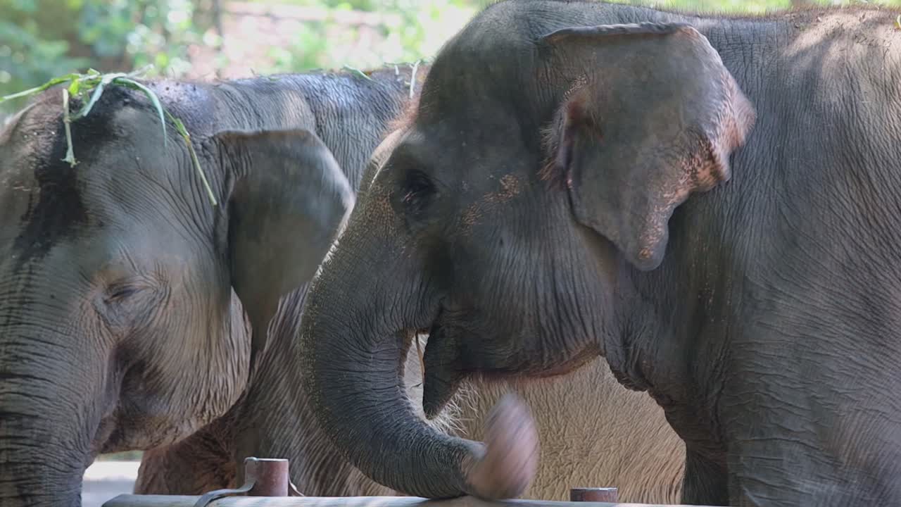 Two Elephants at the Zoo