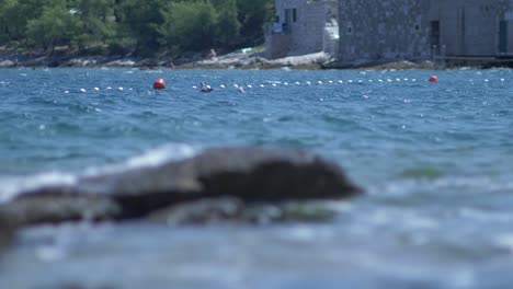 sea birds swimming in the sea