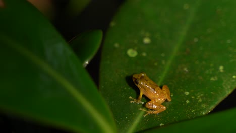 Una-Rana-Naranja-En-Una-Hoja-En-La-Jungla-Bajo-La-Lluvia