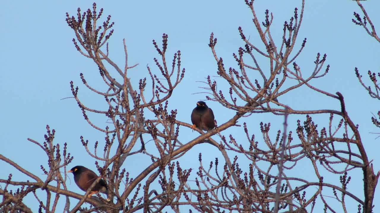 pájaro indio común myna posado en un árbol desnudo día muy ventoso hora de oro australia gippsland victoria maffra tiro medio
