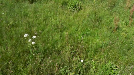 Over-grown-wild-flowers.-4K-drone-footage