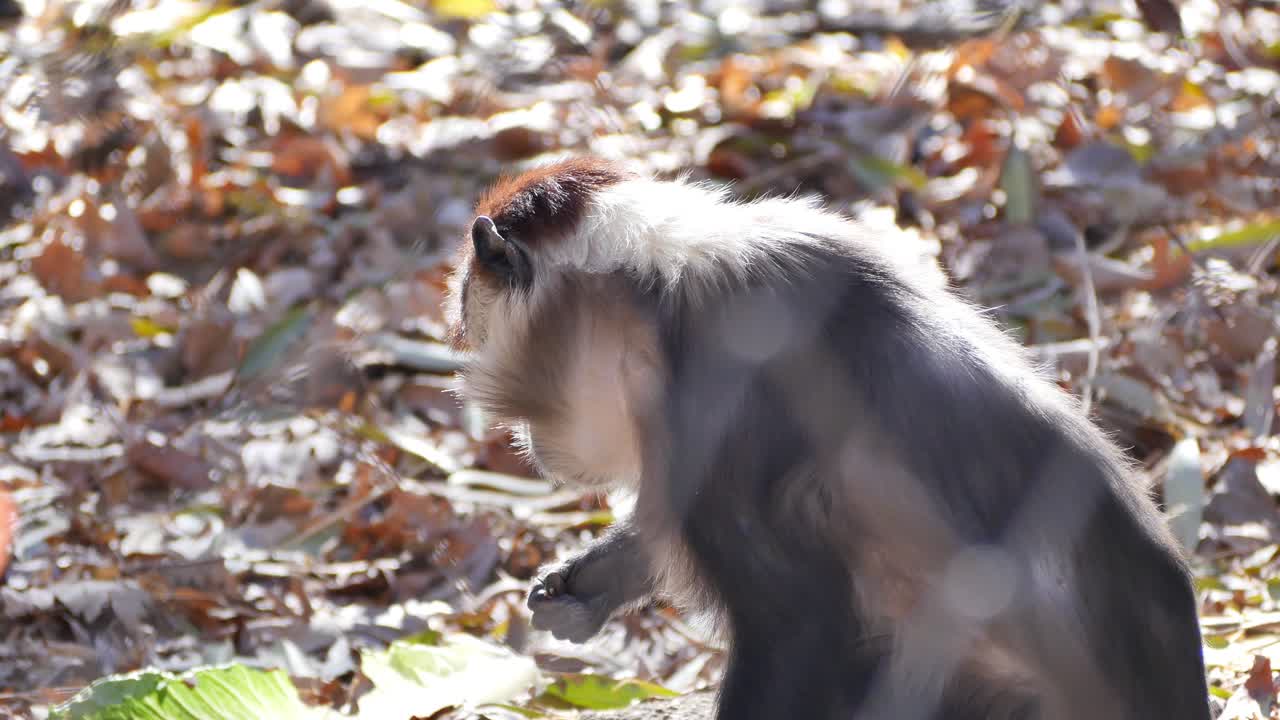 un mangabey de corona roja en cautiverio masticando algo que encontró en el suelo