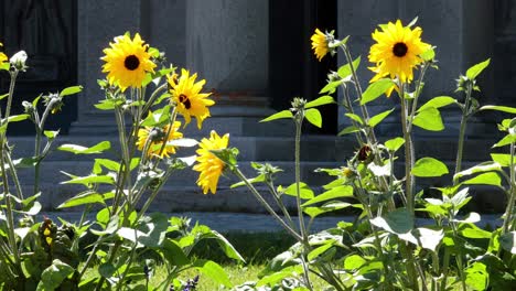 bee interacting with sunflower in piedmont, italy