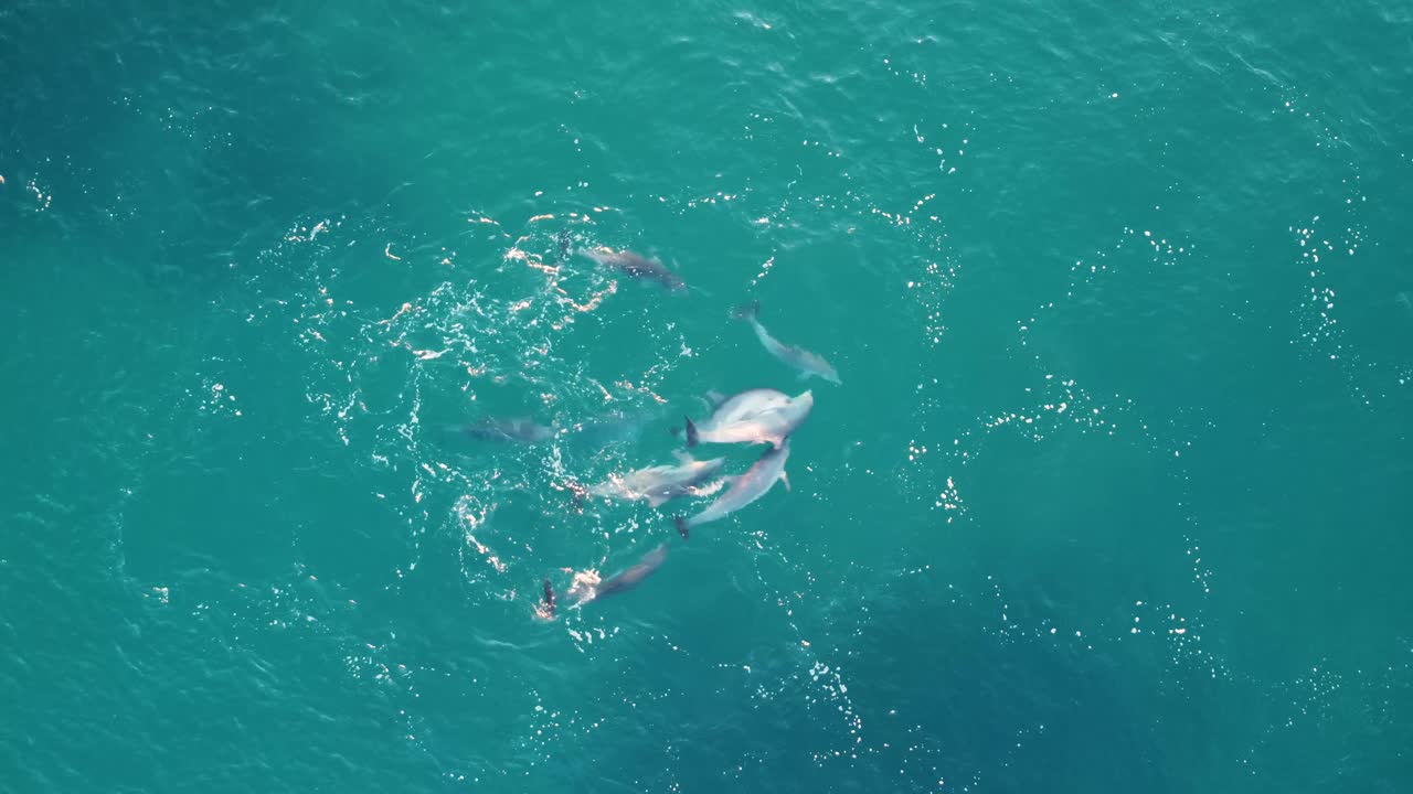 Drone aerial shot school of dolphins playing and splashing Blue Bay Central Coast tourism nature NSW Australia 4K