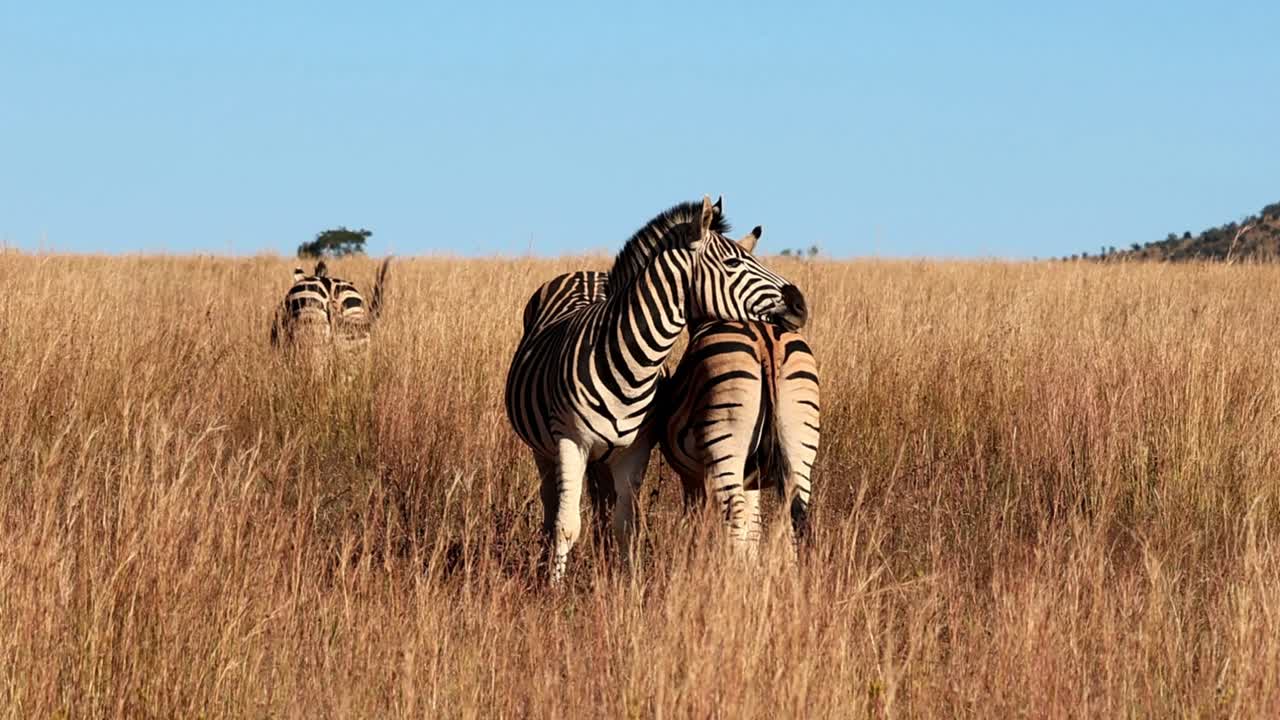 Zebras standing together in peaceful harmony, in the Savannah grasslands, wildlife in slow motion