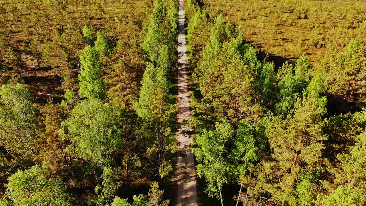 Drone captures forest trail surrounded by moss, trees in Akacis Bog, Latvia