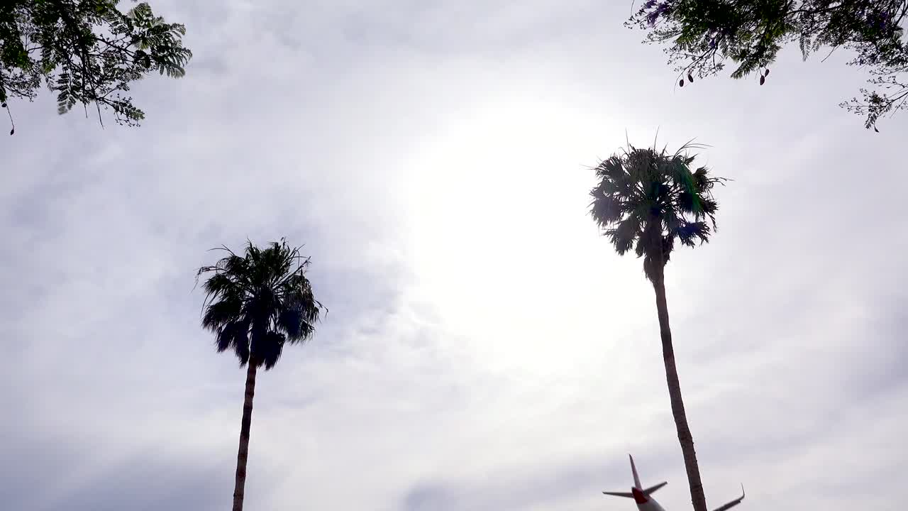 A nice angle against a palm tree as a generic plane lands silhouetted against the sun in California 1