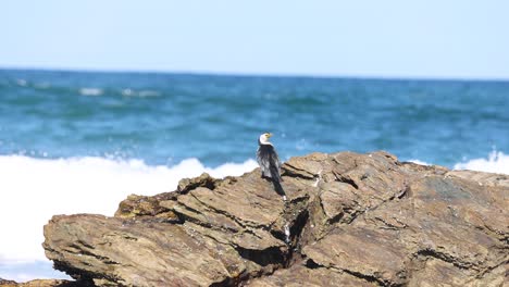 bird watches waves from a coastal perch