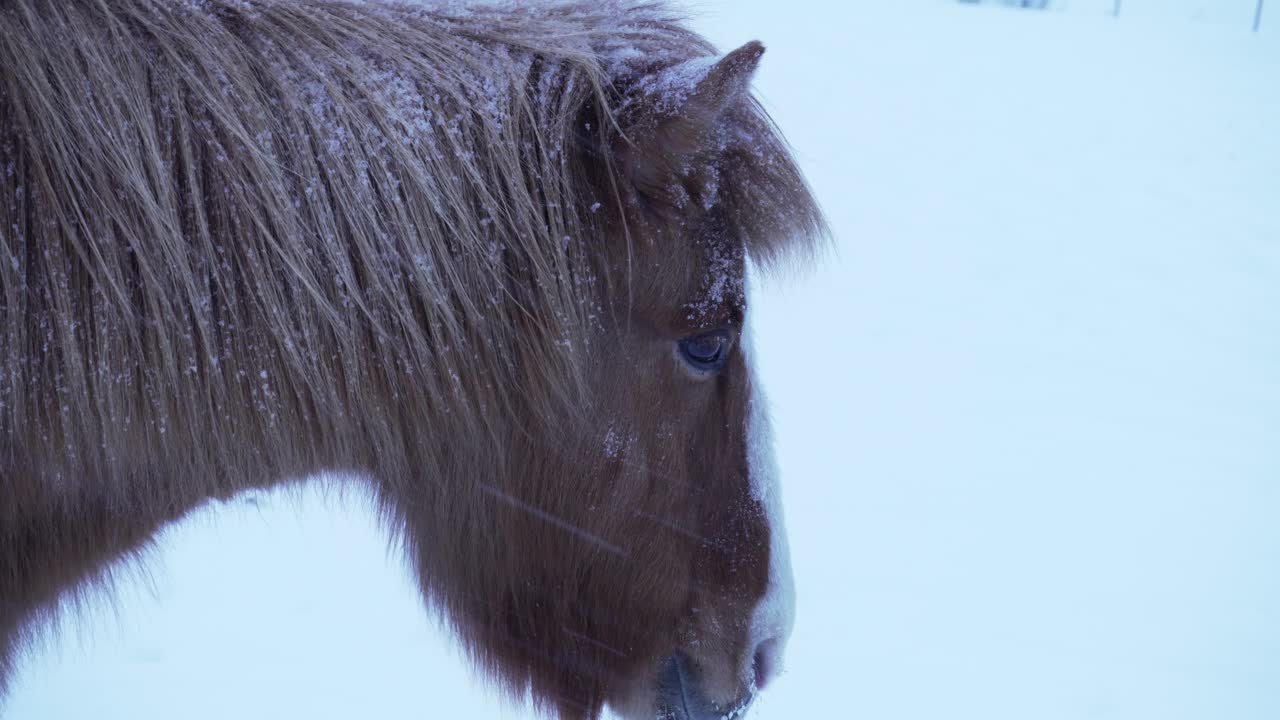 vista de cerca de un caballo en una tormenta de nieve en invierno en noruega