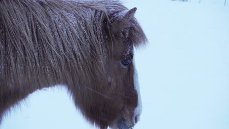 close up view to a horse in blizzard at winter in norway