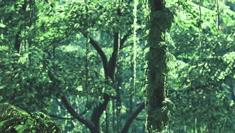 lush green trees and vibrant foliage create a serene forest atmosphere