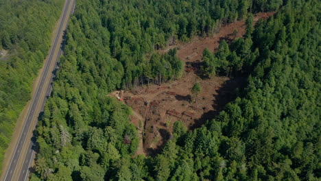 Bosque-De-Secoyas-Tala-De-árboles-Tomas-Aéreas-Punto-De-Interés