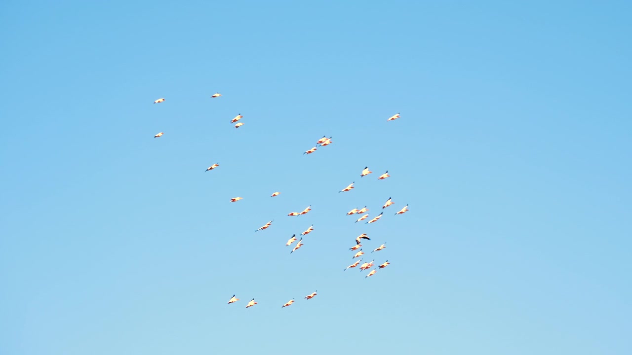 Synchronized flight of brief of Great White Pelicans soaring in blue sky