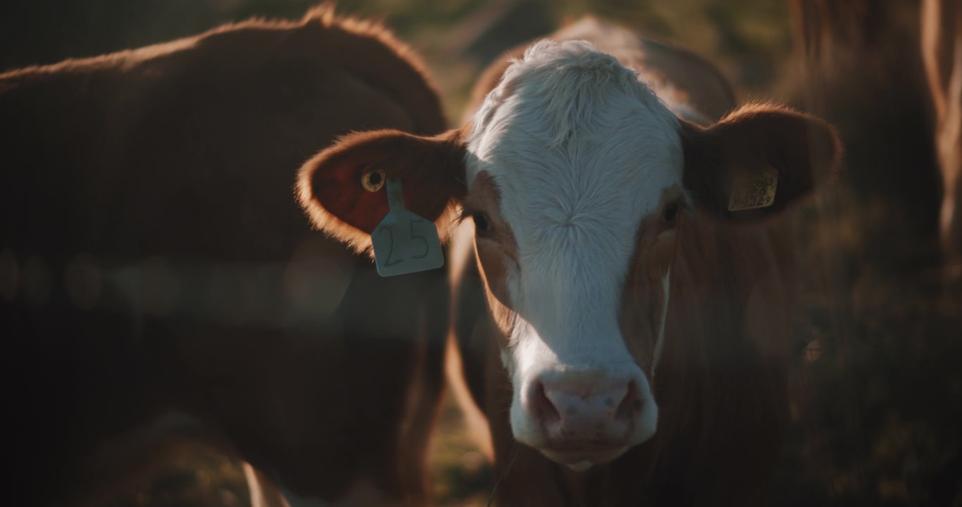 Brown cow looking at the camera