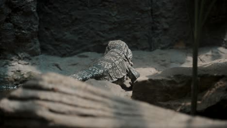 two argentine giant tegu crawling on the rocks