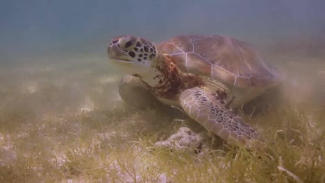 tortuga 15