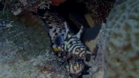 amazing dragon moray eel with its sharp and pointy teeth will under refuge of a crevace in the coral reef