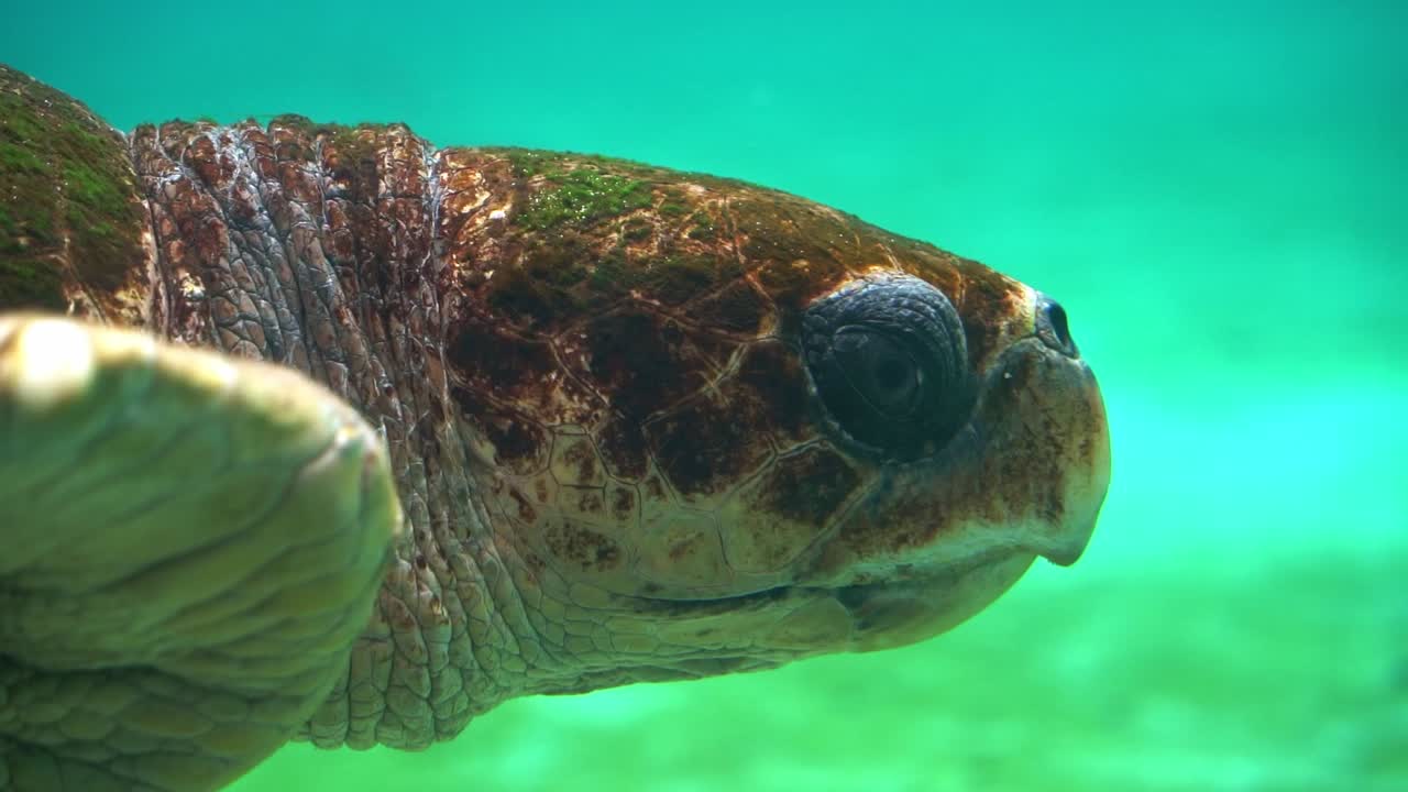 fauna marina en cámara lenta capturando los detalles de una tortuga boba adulta, caretta caretta moviendo sus aletas, nadando bajo el agua, especies de reptiles vulnerables