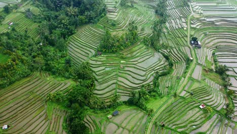 aerial 4k drone footage: green jatiluwih rice terraces unesco, ubud, bali