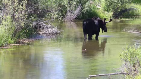 bull moose crouching in the water to slurp and chew on greenery