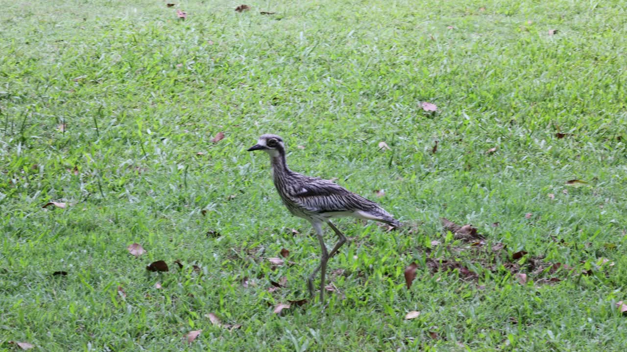여러 마리의 새들이 잔디에서 먹이를 찾고 고 있습니다.