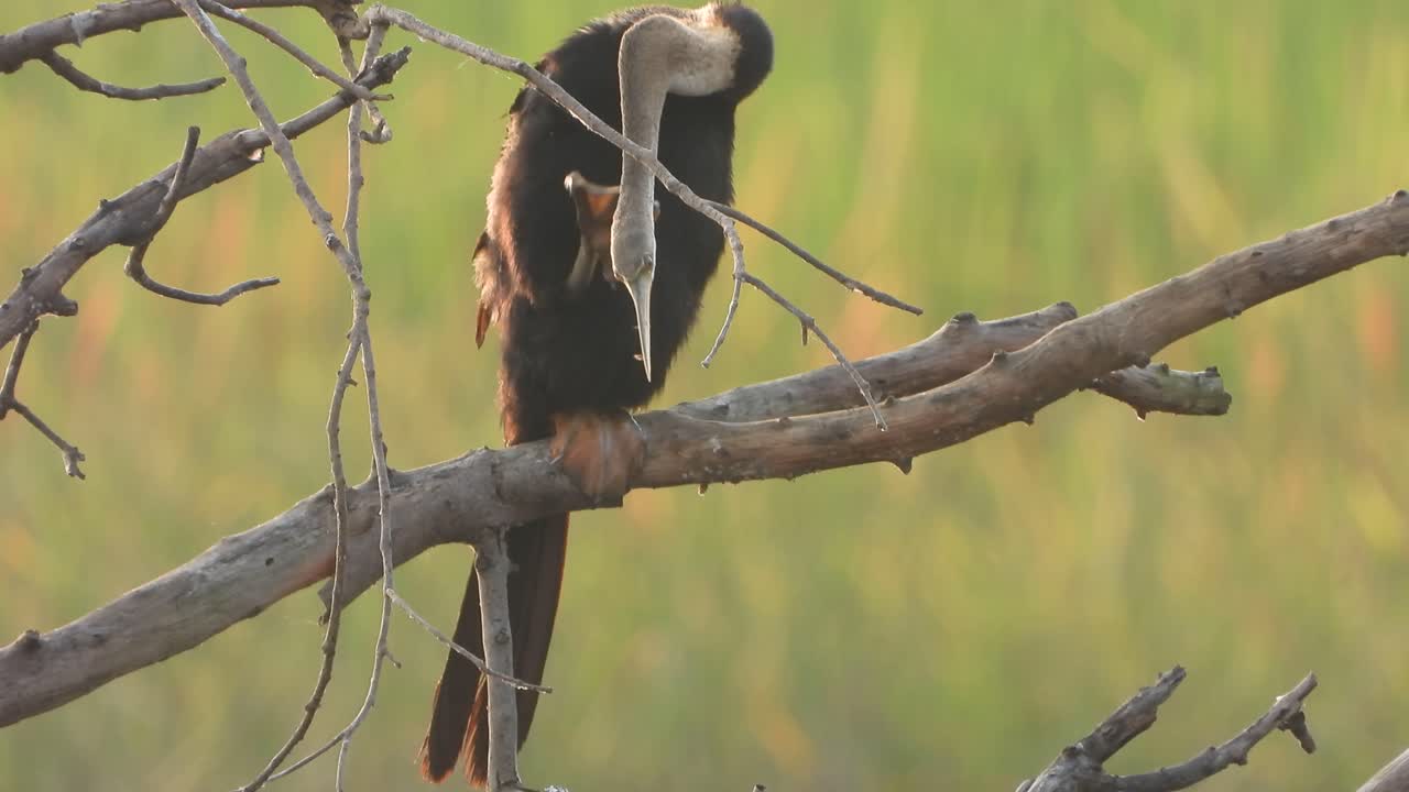 anhinga escalofriante en estanque uhd mp4 ..