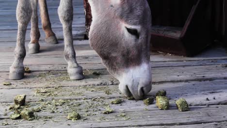 Donkey-eating-in-the-USA,-Oatman